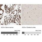 Anti-GCA Antibody