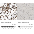 Anti-GCA Antibody