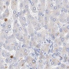 Immunohistochemical staining of human liver using Anti-GCA antibody HPA035033.