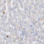 Immunohistochemical staining of human liver using Anti-GCA antibody HPA035033.