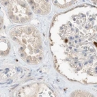 Immunohistochemical staining of human kidney using Anti-GCA antibody HPA035034.
