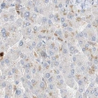 Immunohistochemical staining of human liver using Anti-GCA antibody HPA035034.