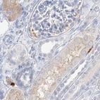 Immunohistochemical staining of human kidney using Anti-GCA antibody HPA035033.