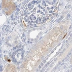Immunohistochemical staining of human kidney using Anti-GCA antibody HPA035033.
