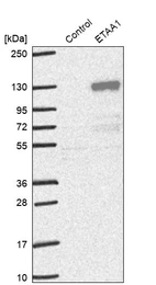 Western blot analysis in control (vector only transfected HEK293T lysate) and ETAA1 over-expression lysate (Co-expressed with a C-terminal myc-DDK tag (~3.1 kDa) in mammalian HEK293T cells, LY412840).