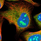 Immunofluorescent staining of human cell line U-2 OS shows positivity in nucleoli & cytoplasm.