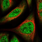 Immunofluorescent staining of human cell line U-2 OS shows localization to nuclear speckles & cytosol.