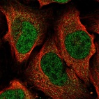 Immunofluorescent staining of human cell line U-2 OS shows localization to nucleoplasm & cytosol.