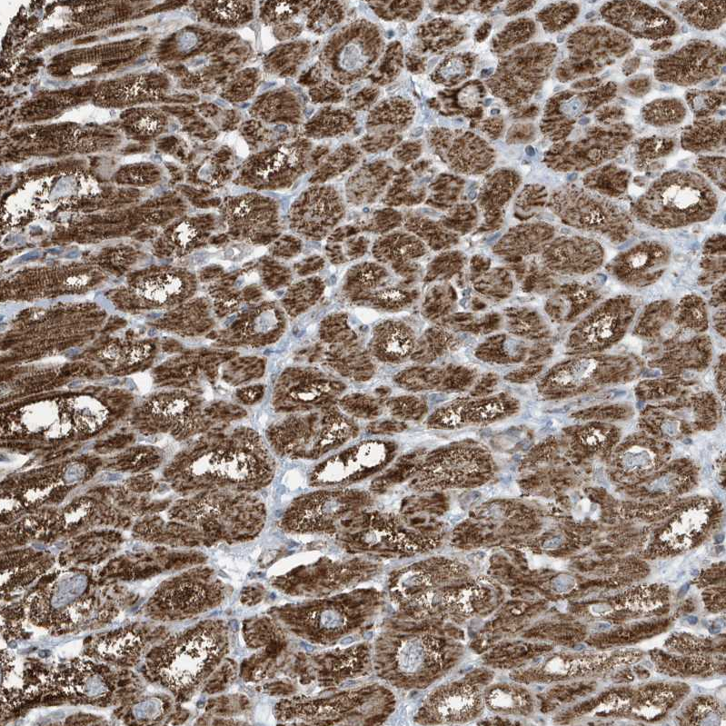 Anti-GOLGA4 Antibody