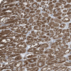 Anti-GOLGA4 Antibody