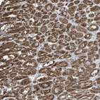 Anti-GOLGA4 Antibody