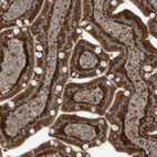 Immunohistochemical staining of human duodenum shows strong cytoplasmic positivity in glandular cells.