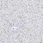 Anti-ZFP64 Antibody