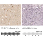 Anti-ARHGAP26 Antibody