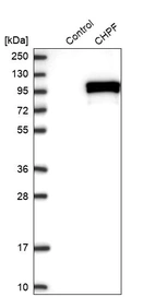 Western blot analysis in control (vector only transfected HEK293T lysate) and CHPF over-expression lysate (Co-expressed with a C-terminal myc-DDK tag (~3.1 kDa) in mammalian HEK293T cells, LY403000).