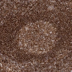 Immunohistochemical staining of human lymph node shows strong positivity in lymphocytes.