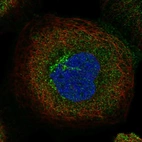 Immunofluorescent staining of human cell line A-431 shows localization to the Golgi apparatus & vesicles.
