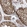 Anti-FAM9B Antibody