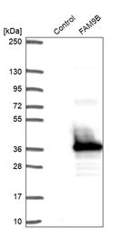 Western blot analysis in control (vector only transfected HEK293T lysate) and FAM9B over-expression lysate (Co-expressed with a C-terminal myc-DDK tag (~3.1 kDa) in mammalian HEK293T cells, LY404199).