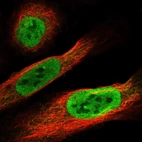 Immunofluorescent staining of human cell line U-2 OS shows localization to nucleoplasm.