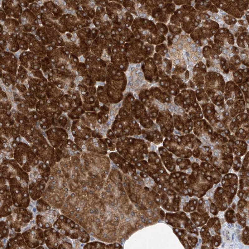 Anti-RPL34 Antibody
