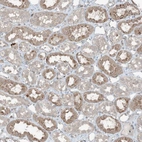 Anti-ZFAND2B Antibody