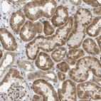 Immunohistochemical staining of human kidney shows weak to moderate positivity in nuclear membrane and cytoplasm in cells in tubules.