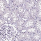 Immunohistochemical staining of human kidney shows no positivity as expected.