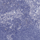 Immunohistochemical staining of human lymph node shows no positivity in non-germinal center cells as expected.
