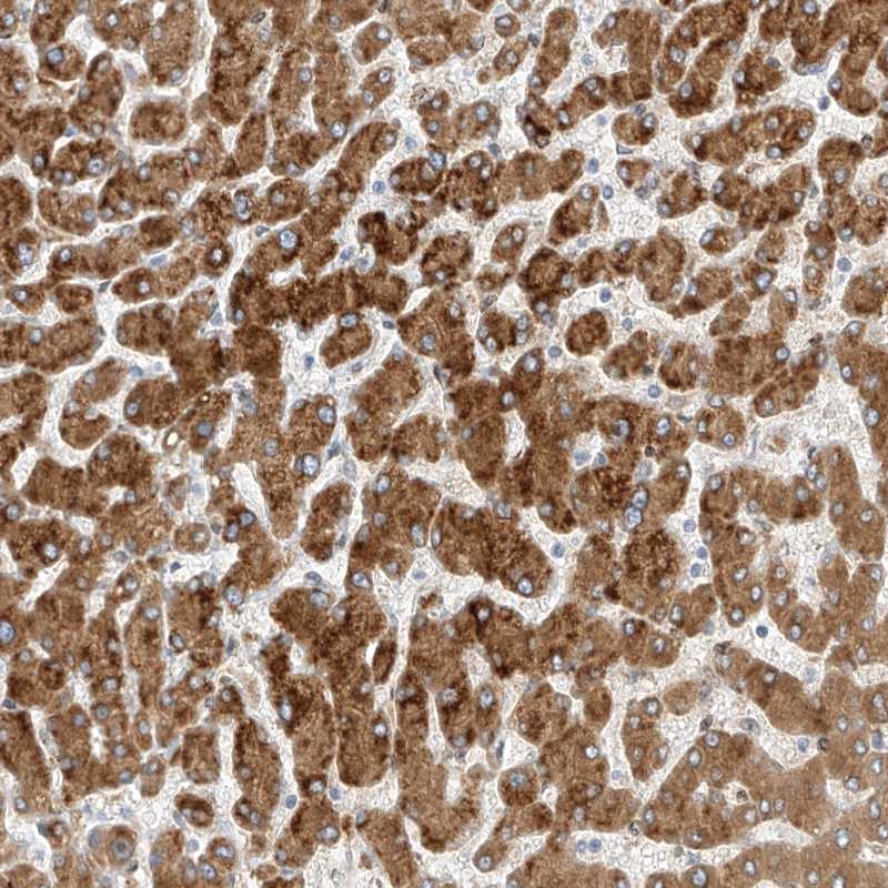 Anti-PCYOX1 Antibody