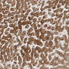 Anti-PCYOX1 Antibody