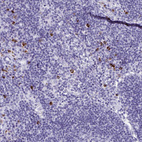 Anti-GRIA1 Antibody