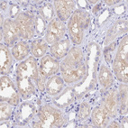 Anti-GRIA1 Antibody