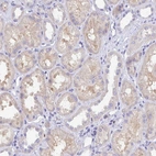 Immunohistochemical staining of human kidney shows weak cytoplasmic positivity in cells in tubules.