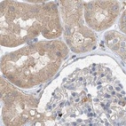 Immunohistochemical staining of human kidney using Anti-NAGK antibody HPA035206.
