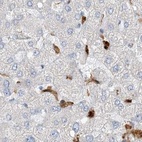 Immunohistochemical staining of human liver using Anti-NAGK antibody HPA035206.