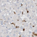Immunohistochemical staining of human liver using Anti-NAGK antibody HPA035206.