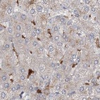 Immunohistochemical staining of human liver using Anti-NAGK antibody HPA035207.