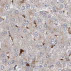 Immunohistochemical staining of human liver using Anti-NAGK antibody HPA035207.