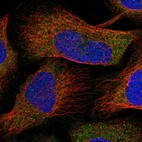 Immunofluorescent staining of human cell line U-2 OS shows localization to cytosol.