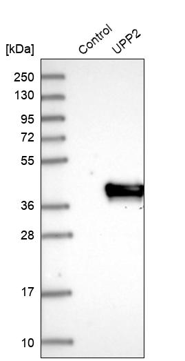 Anti-UPP2 Antibody