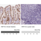 Anti-HNF1A Antibody