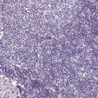 Anti-HNF1A Antibody