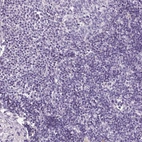 Immunohistochemical staining of human lymph node shows no positivity in lymphoid cells.