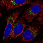 Anti-KLHL29 Antibody