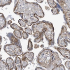 Immunohistochemical staining of human placenta shows strong membranous positivity in trophoblastic cells.