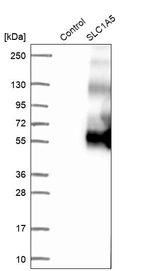 Western blot analysis in control (vector only transfected HEK293T lysate) and SLC1A5 over-expression lysate (Co-expressed with a C-terminal myc-DDK tag (~3.1 kDa) in mammalian HEK293T cells, LY417160).