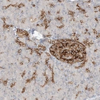 Immunohistochemical staining of human pancreas shows moderate cytoplasmic positivity in exocrine glandular cells.