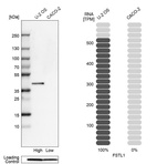 Western blot analysis in human cell lines U2OS and Caco-2 using Anti-FSTL1 antibody. Corresponding FSTL1 RNA-seq data are presented for the same cell lines. Loading control: Anti-PFN1.