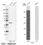 Western blot analysis in human cell lines U2OS and Caco-2 using Anti-FSTL1 antibody. Corresponding FSTL1 RNA-seq data are presented for the same cell lines. Loading control: Anti-PFN1.